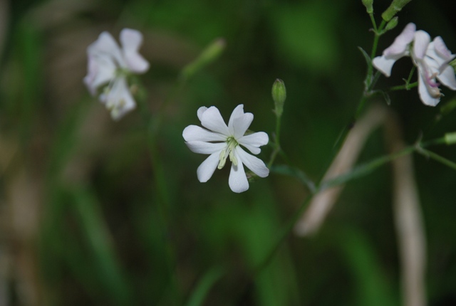 Silene italica